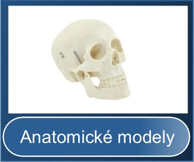 Anatomické modely