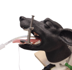Fantom psí hlavy pro výuku intubace