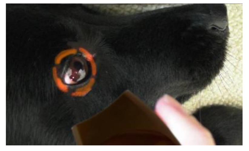 Bezkontaktní veterinární teploměr VISIOFOCUS VET s Bluetooth