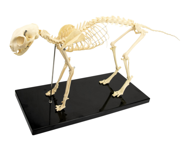 Model kostry kočky
