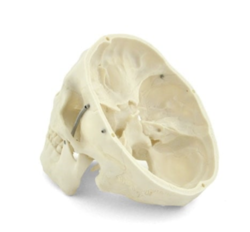 Anatomický model lebky
